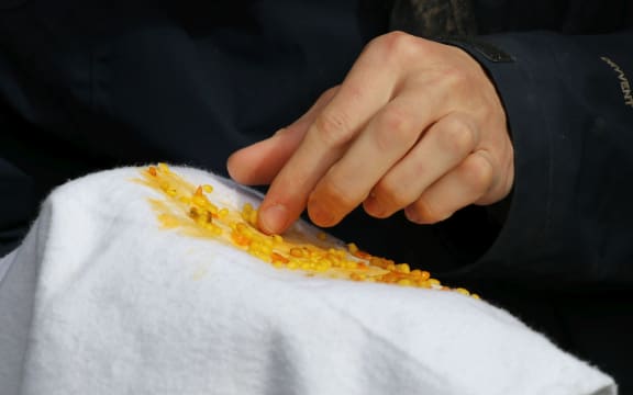 After the mistletoe seeds are harvested, they have to be rubbed to remove the skins and make the sticky mucus appear.