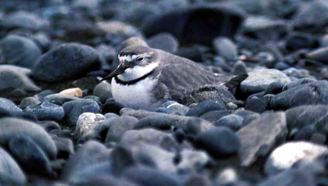 A braided river bird nesting.