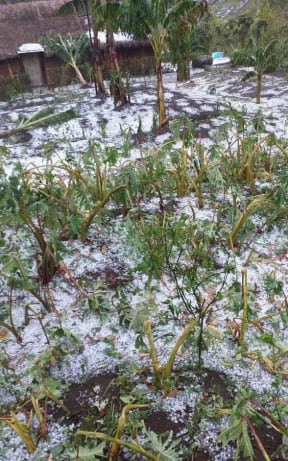 Kaukau shoots withered by hail, fallen banana trees.
