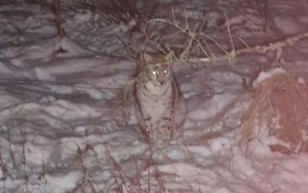 The first pair of lynx were spotted in the Scottish Highlands on Wednesday afternoon.