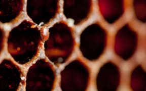 Varroa in the cells of old comb in a hive France.