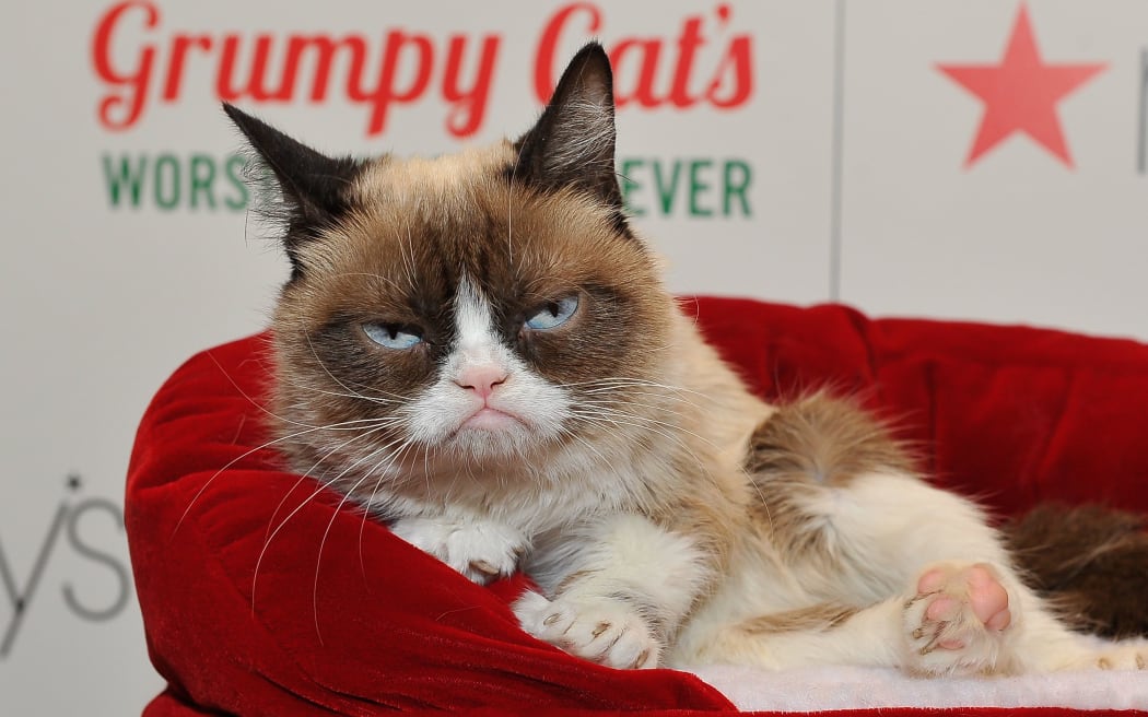 Grumpy Cat in 2014