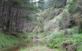 Regenerating native vegetation that will be enhanced with additional native planting. It will be permanently reserved as part of this project to further protect the waterways and riparian zones.