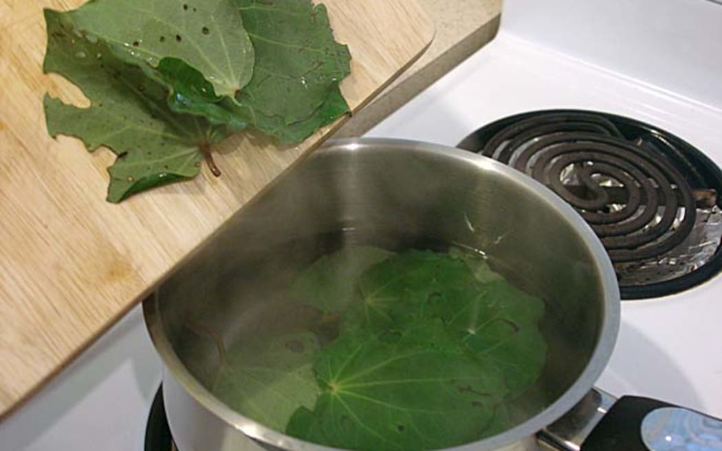 Boiling kawakawa leaves in a pot.