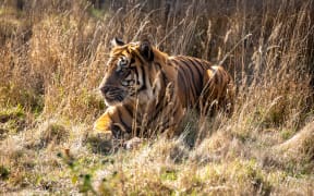 Sumatran Tiger