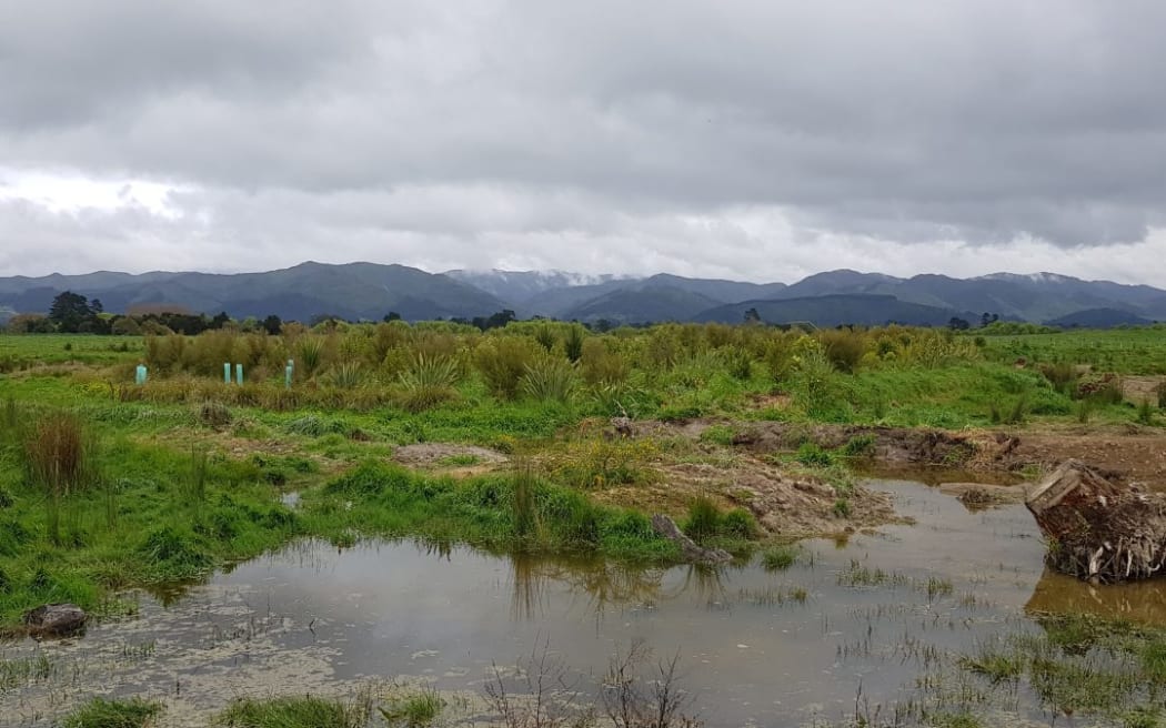 The wetlands where the fish were relocated to.