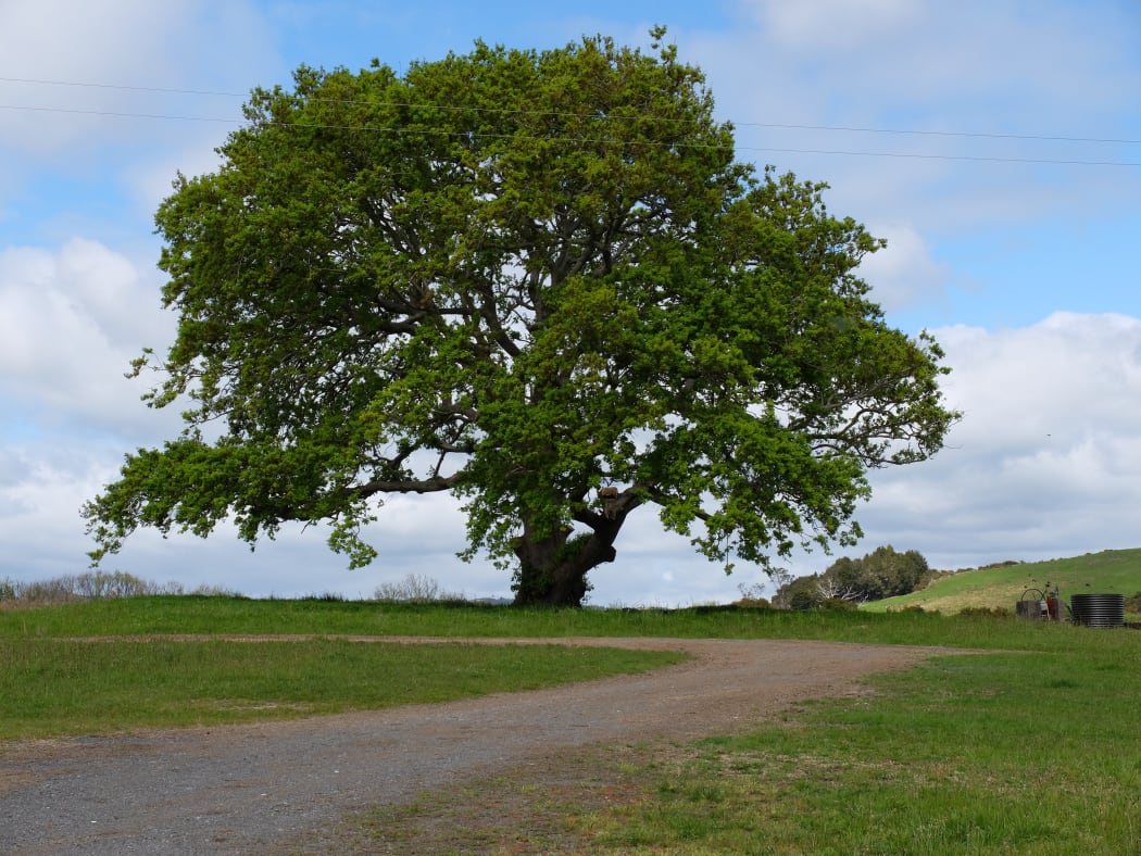 Oak Tree, Waiomio Marae