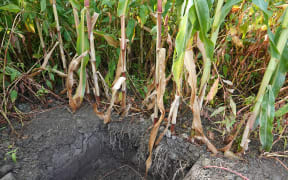 The maize has managed to push its roots through the layer of silt to the soil below.