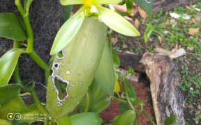 Vanilla Vanuatu
