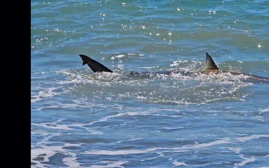 This shark was spotted swimming metres from shore at Whirinaki, north of Napier, on 2 January, 2024.