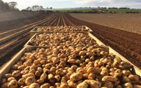 Harvested potatoes from Bhana Family Farms.