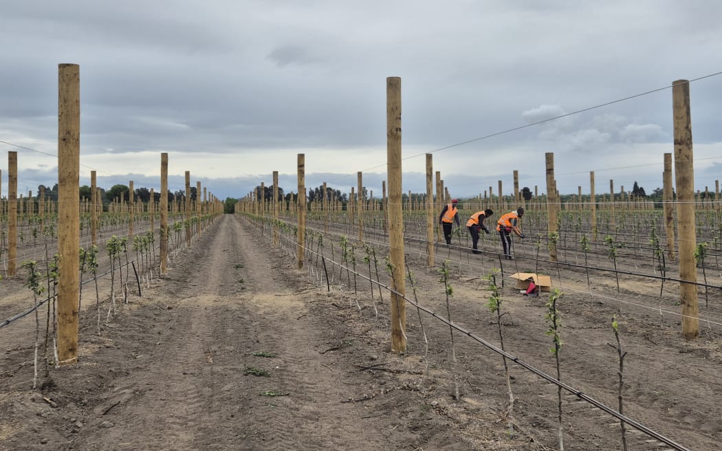 Craigmore Sustainables works with global capital partners to build and manage farms, orchards and forestry businesses.