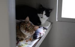 Marlborough cats