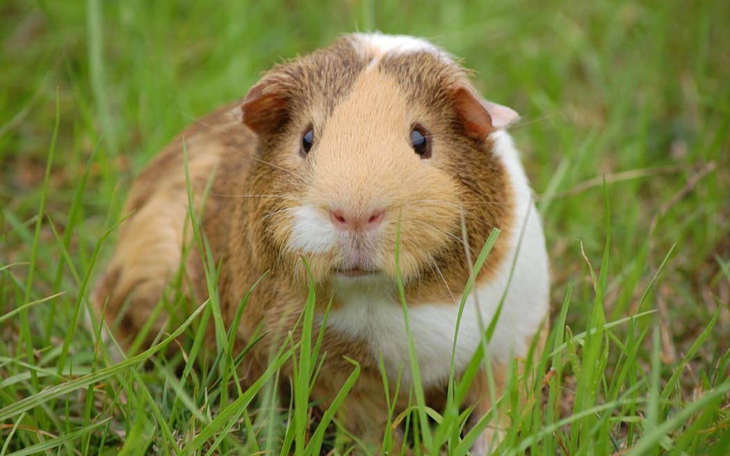 Dunedin Police are concerned that family pets are being 'stolen to order' after a recent thefts of rabbits and guinea pigs.