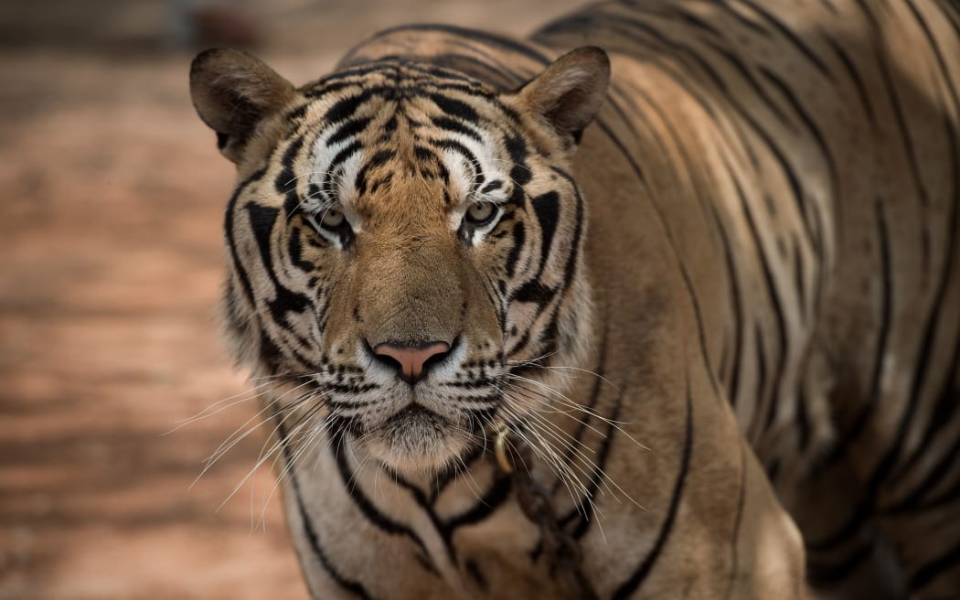 A tiger at the temple.