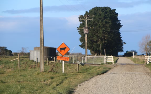 A cow crossing on a South Canterbury dairy farm.