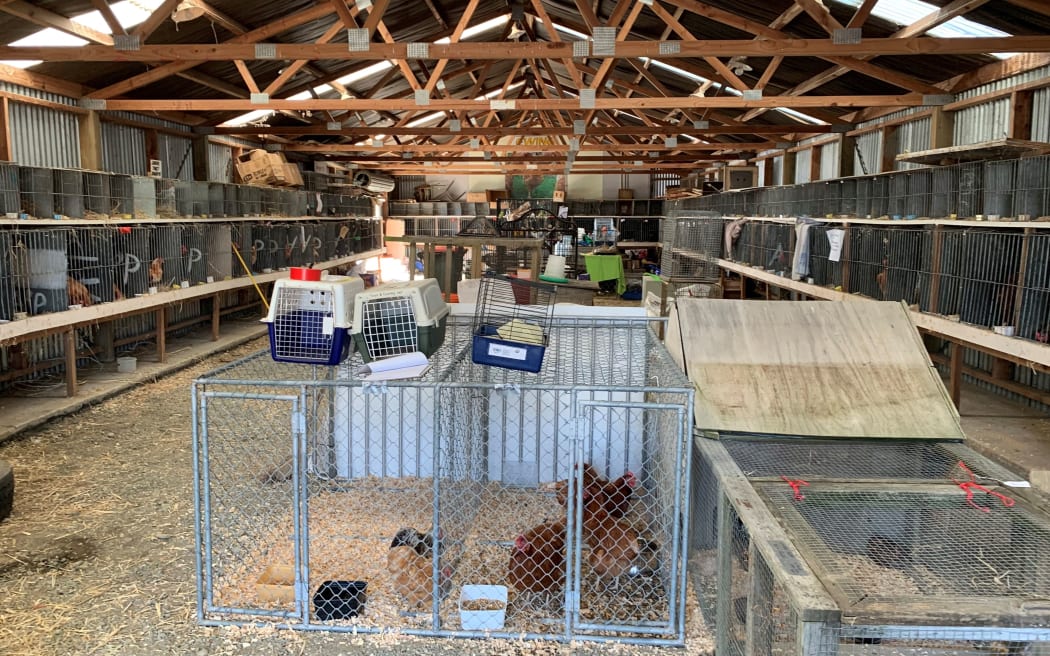 A make-shift campsite for evacuated animals Richmond A&P showgrounds.