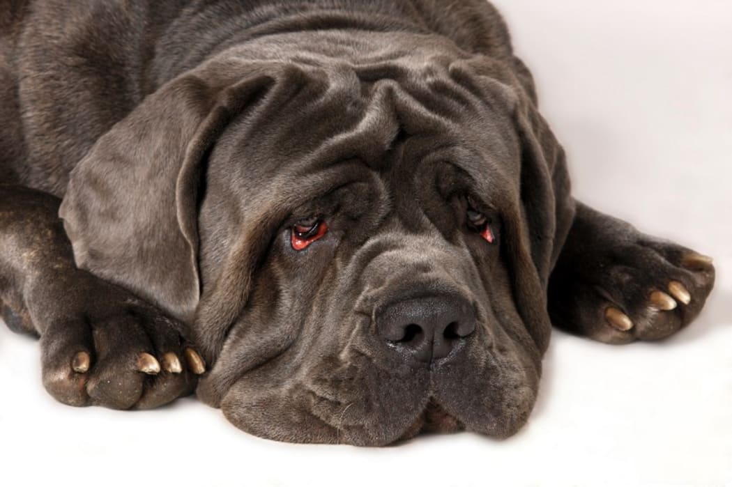 Neapolitan Mastiff with sad face