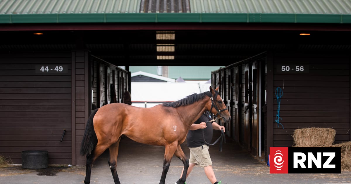 Biggest threat to horse racing industry is falling foal numbers, thoroughbred stud farm says