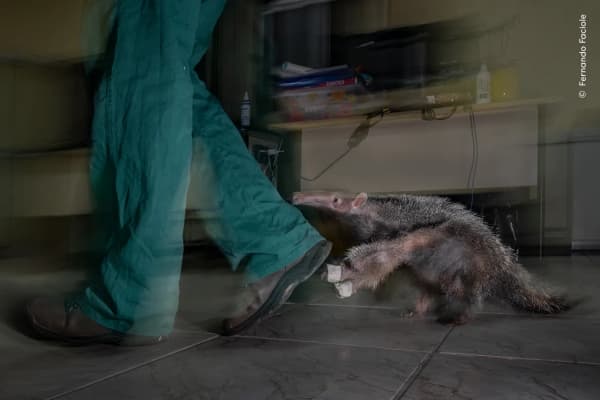 Orphan of the Road by Fernando Faciole, Brazil. An orphaned giant anteater pup follows its carer after an evening feed.