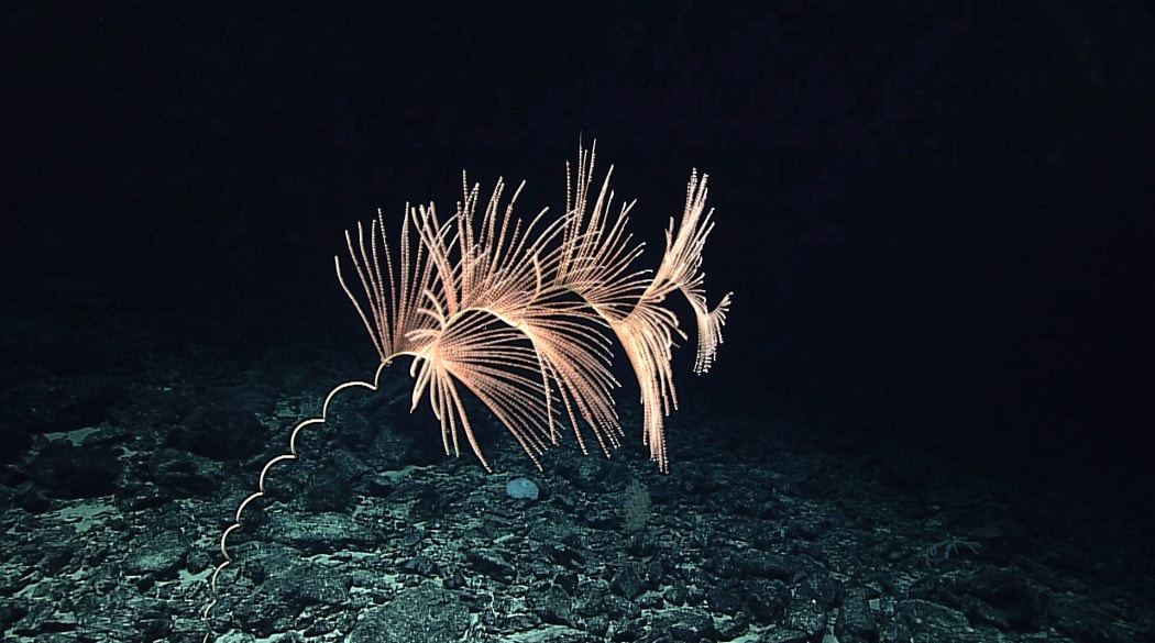 The largest known gorgonian coral in the world, this Iridogorgia bella (a type of octocoral) was discovered at 1,366 meters (4,482 ft) in 2015. At close to 6 meters in height, this coral is the size of an adult giraffe.