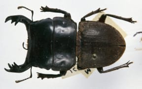 Mokohinau stag beetle