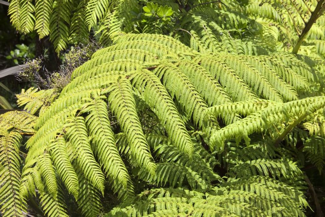tree ferns