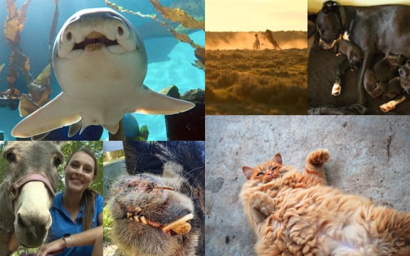 Best of 2020: Animal Antics