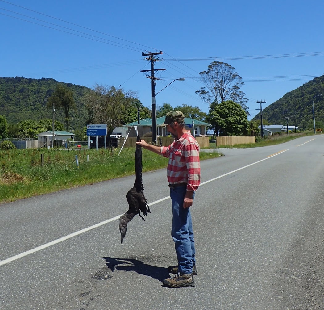 Westland Petrel fallout victim near Greymouth.