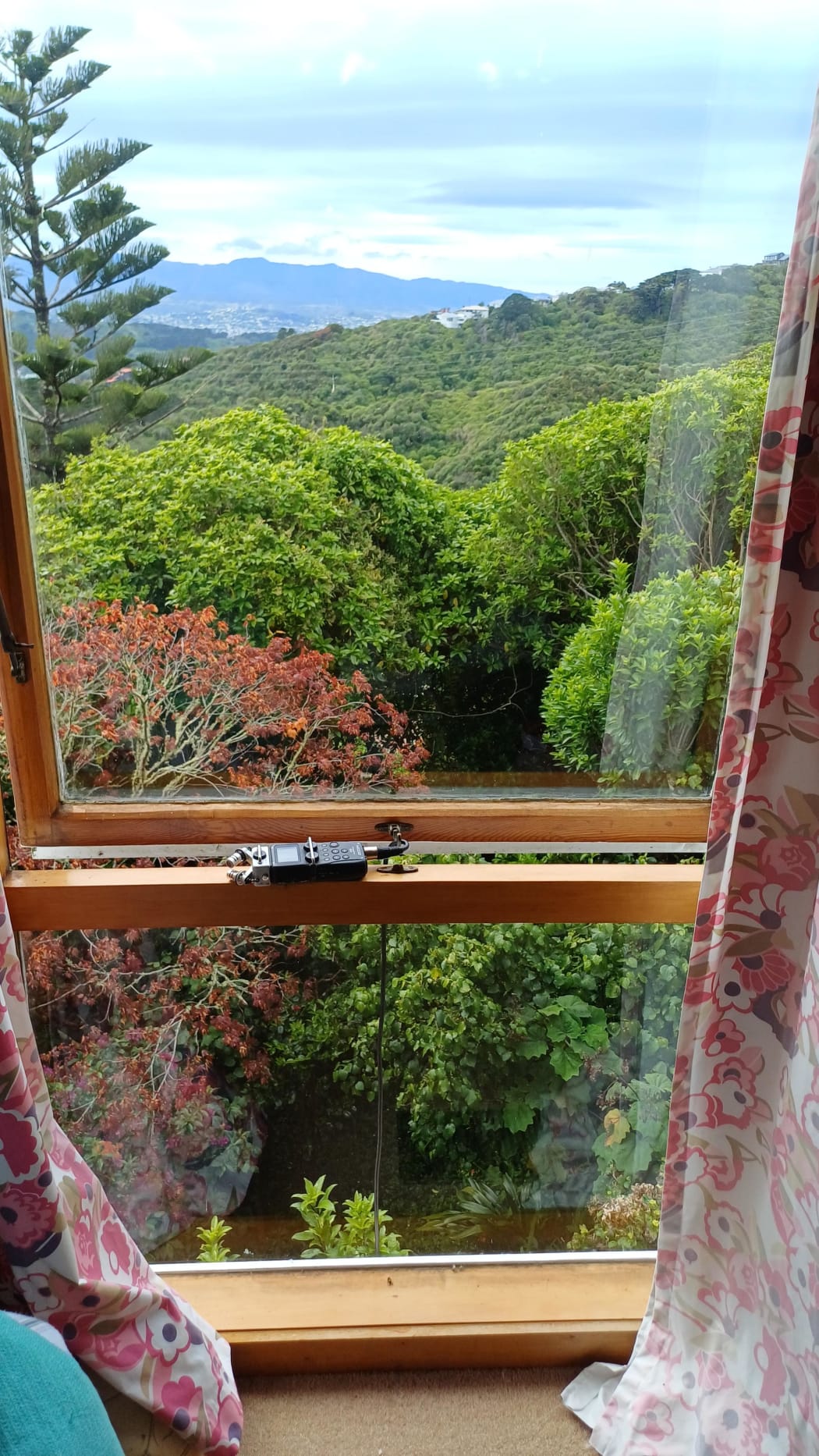 Wellington Suburban Backyard.