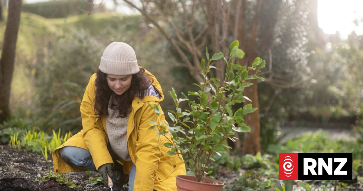 Size, spacing and healthy roots: tips for planting out in the garden