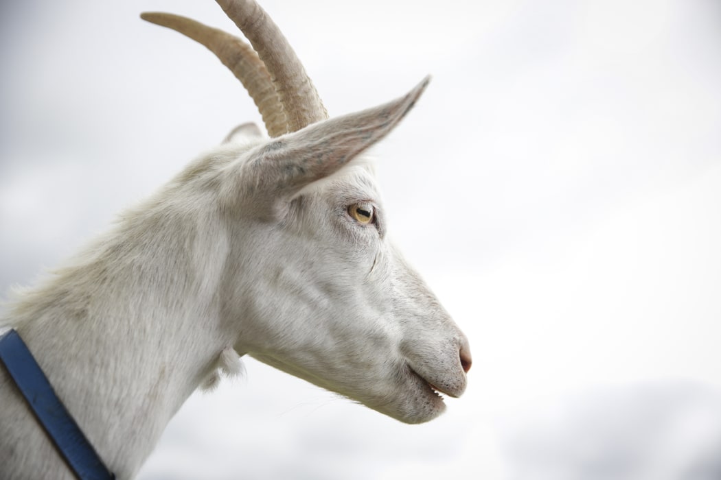 Goats from the farm of Kaikoura Cheese.