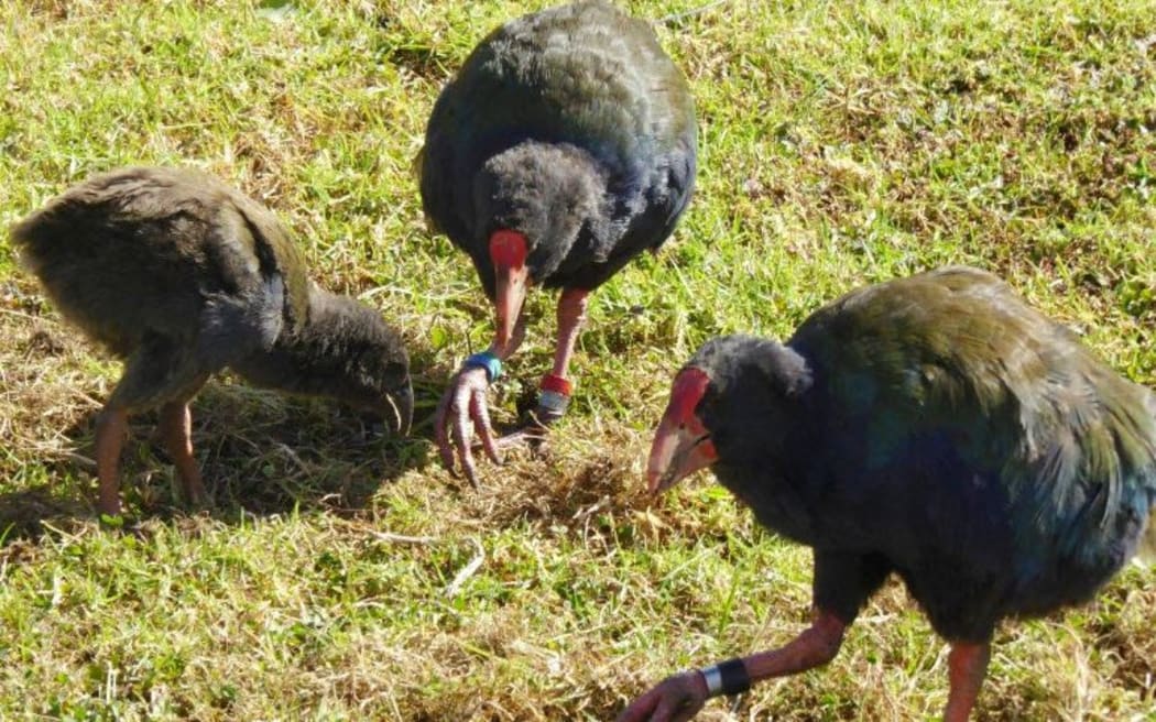 The first island-born Takahe chick.