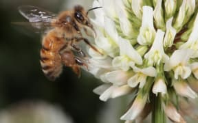 Bees all around the world are facing a number of threats, including pests, disease and pesticides. The best weapon against these threats is to provide bees with a steady supply of forage to help them stay healthy and strong.