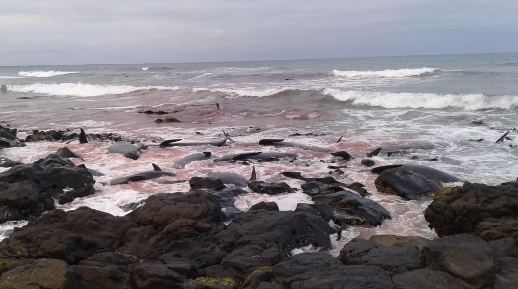 Dead pilot whales washed up on the rocks on Hanson Bay in the Chatham Islands.