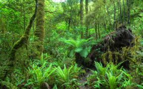 New Zealand native rain forest.