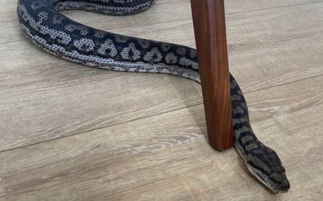Bagel, a pet python missing in Sydney.