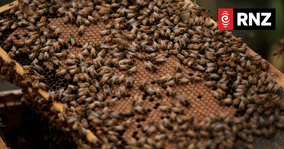 Thousands of beehives lost to Cyclone Gabrielle, keepers say - Vimarsana News