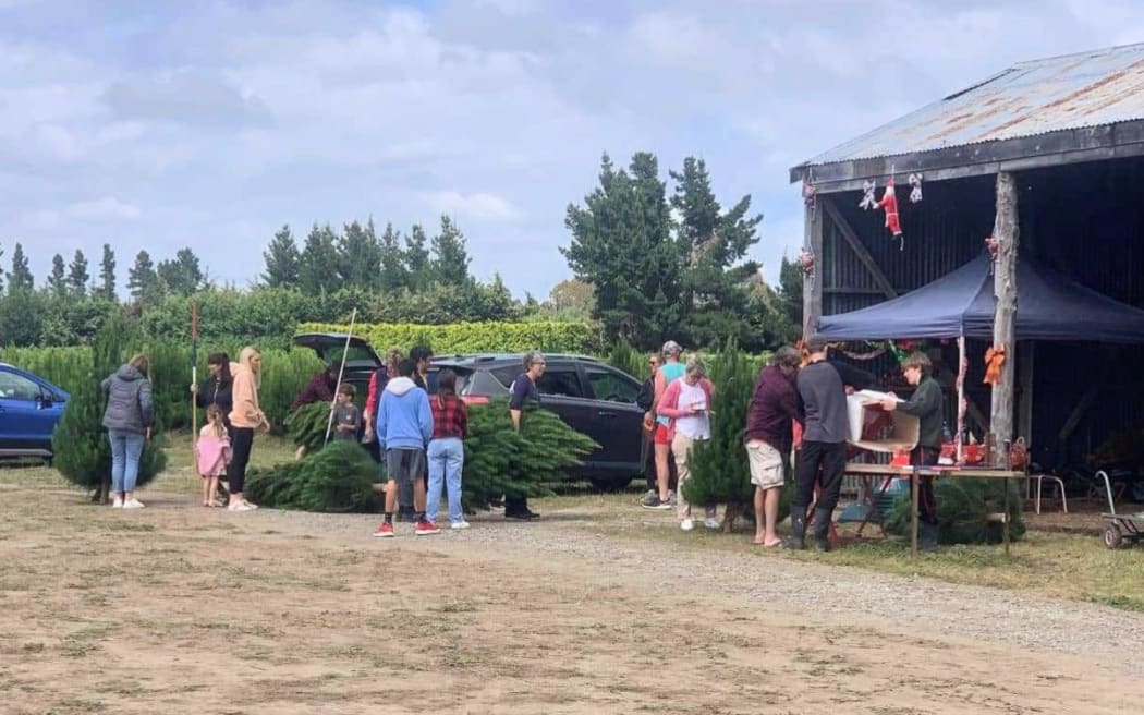 Christmas tree farm