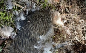 All six kiwi found dead in Ōpua Forest in the past fortnight have injuries consistent with being gripped in a dog’s jaws.