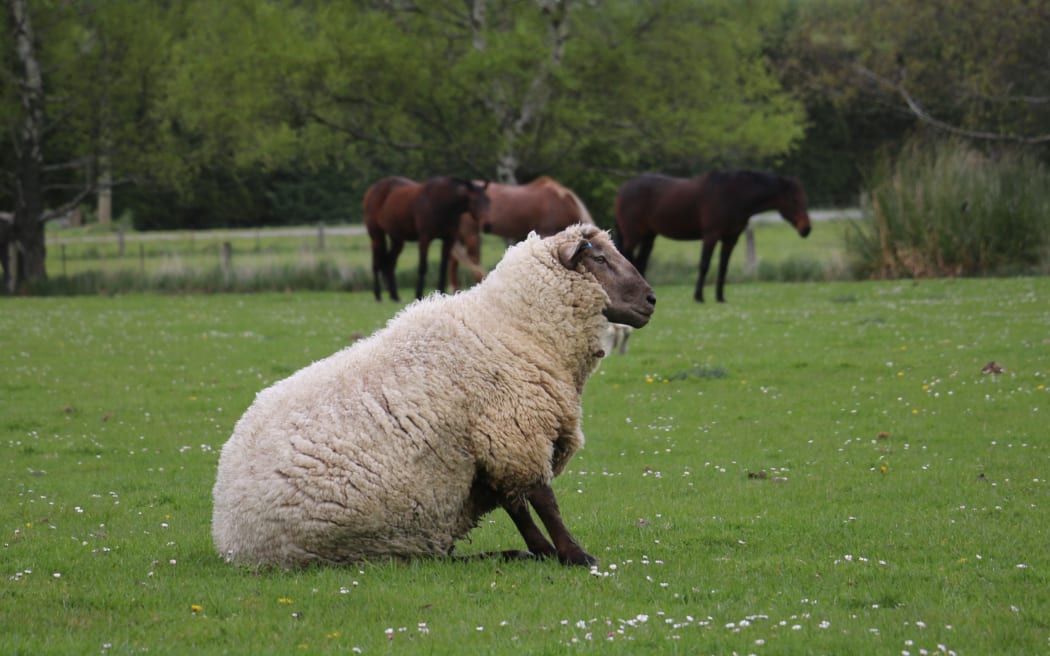 A year on the farm