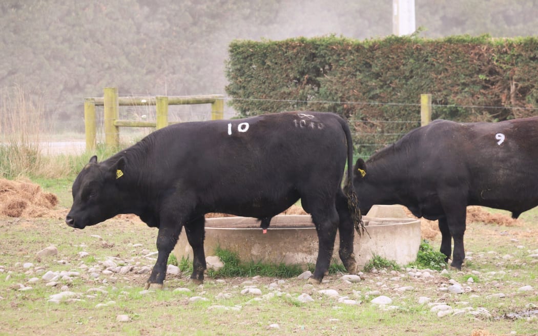 Yearling bulls waiting to go under the hammer
