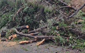 A slip and vegetation blocked State Highway 25 at Ruamahunga after a large pine tree fell down the bank onto the Thames Coast Road overnight on 10 June, 2024.