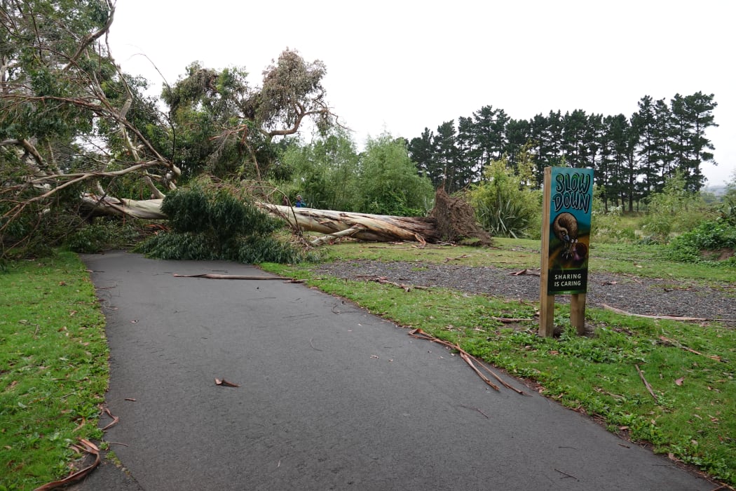 A large fallen tree blocked the popular Manawatū River walkway in Palmerston North.