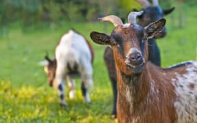 A close-up of a goat.