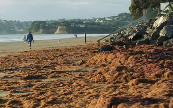 Red seaweed has blanketed Auckland beaches.