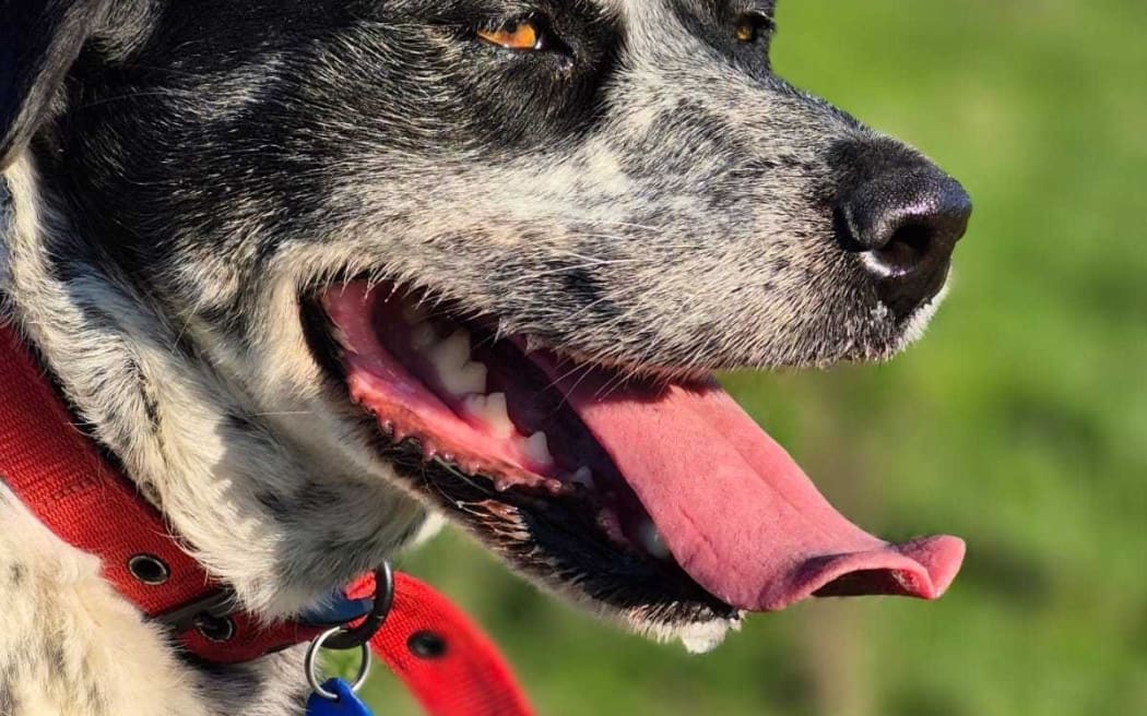 Lydia: Ready for a home and located in Masterton.