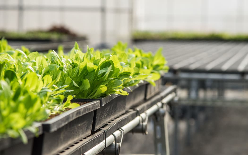 A crop of lettuces in a greenhouse