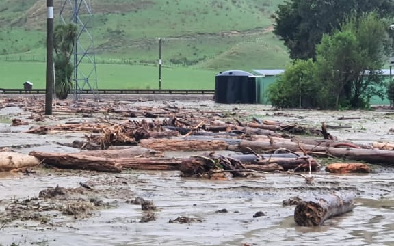 Logs brought down onto farmland in Tolaga Bay, Tairāwhiti, as flooding from Cyclone Gabrielle.