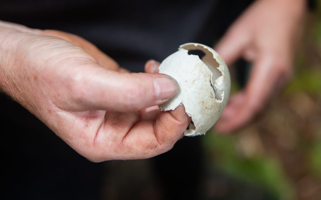 A volunteer holds a rat-gnawed Black Petrel egg.